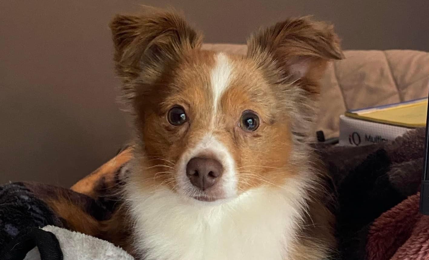Pumpkin Looking Cute
